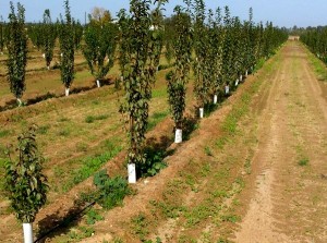 plásticos-para-agricultura